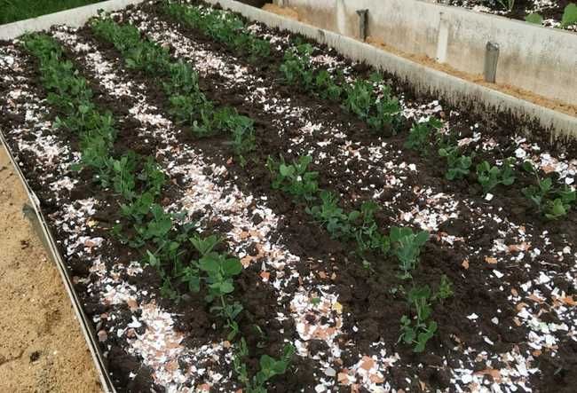 ����������� ����������� ����� � ������ � �����������