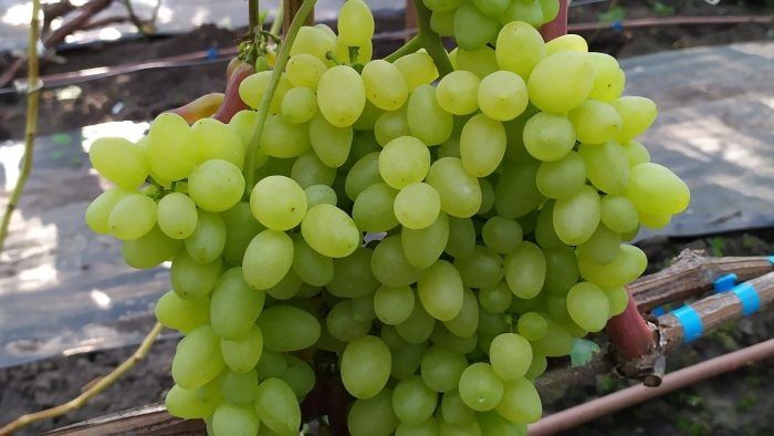 Уникальный виноград Гаюга: сладкие ягоды и раннее созревание