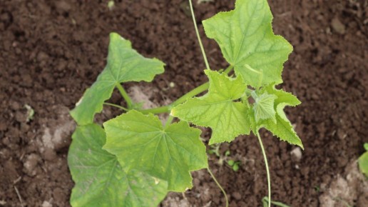 Как спасти огород от дождливого лета: секреты успешного выращивания овощей