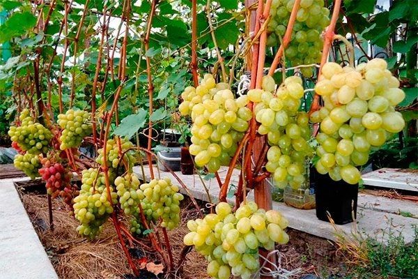 Виноград Августин: как вырастить и ухаживать за этим изысканным сортом