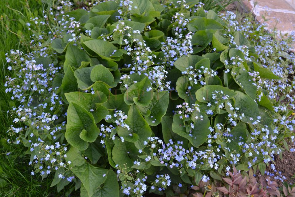 ��������: ������������ ������� ��� ������ ����