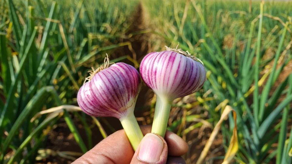 Июль — ключ к гигантским луковицам чеснока: как подкормить правильно