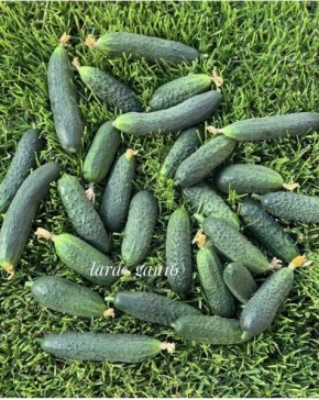 Огурец Пилигрим: лучший выбор для раннего урожая и вкусных заготовок