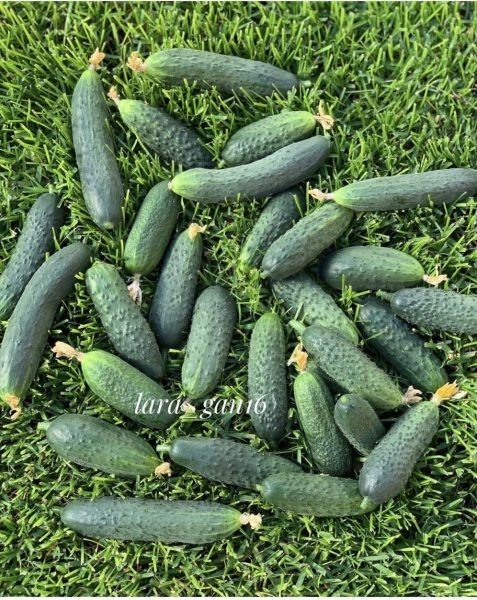 Огурец Пилигрим: лучший выбор для раннего урожая и вкусных заготовок