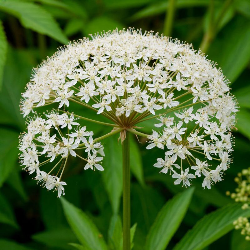 ������ �������������: ��� ����� ������ �������� � ����