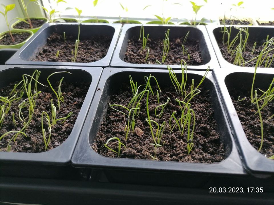 ��� ��������� ��������� �� �������� ����: ������ ��� ���������