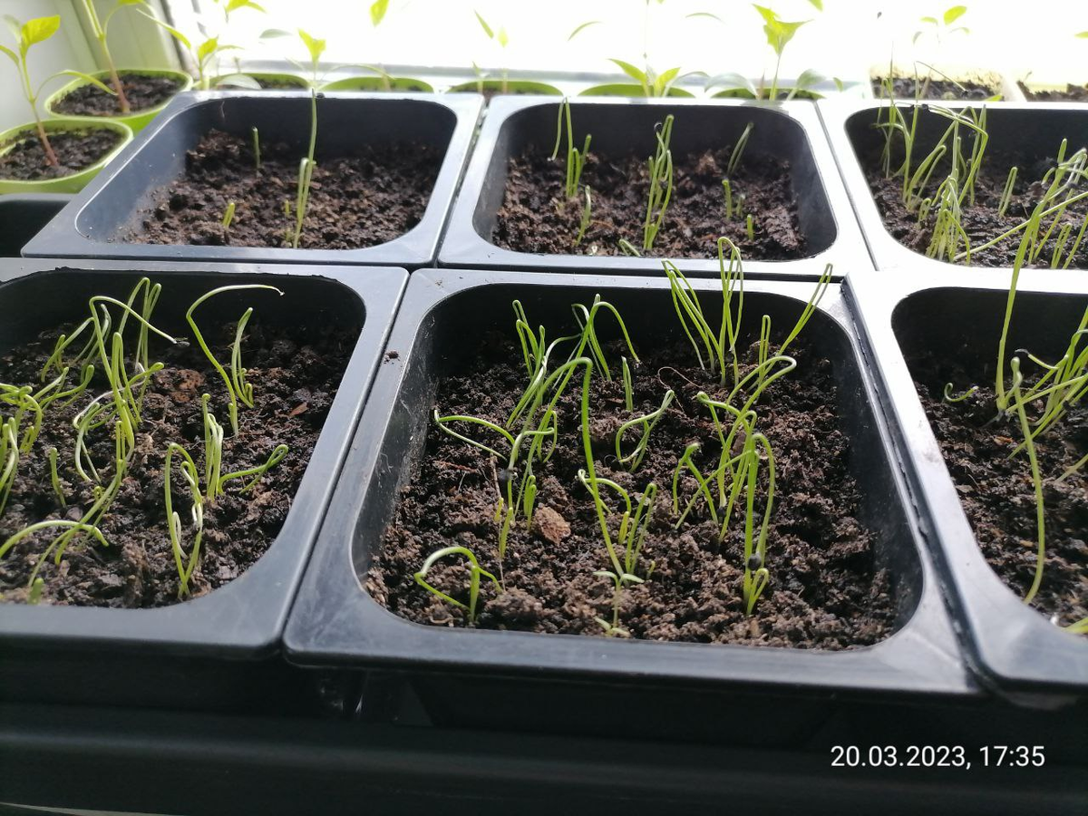 Как правильно ухаживать за рассадой лука: советы для любителей