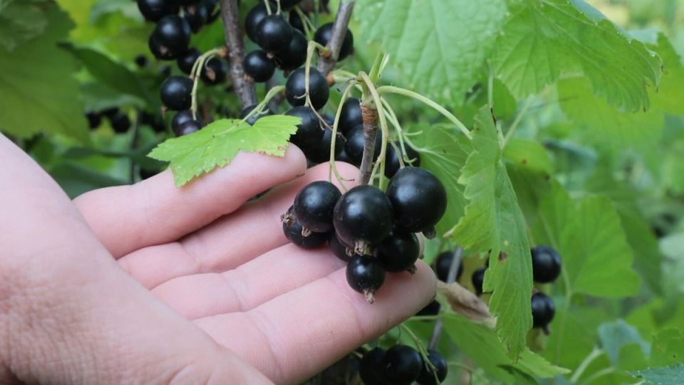 ������� ��������� ������� ���������: ���� ��������