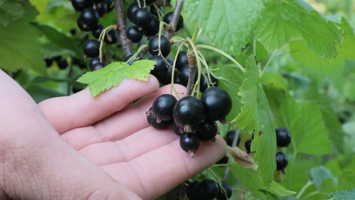 Секреты получения крупной смородины: опыт агронома