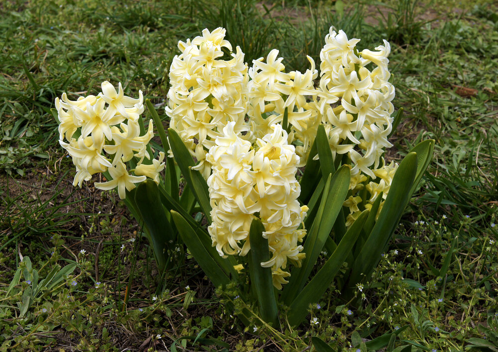 Яркие краски весны: желтые и оранжевые гиацинты в вашем саду