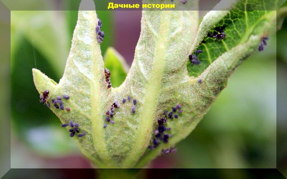 ��� �������: ��� ���������� ���������� � ���������� ����������� � �� ��������� �����������