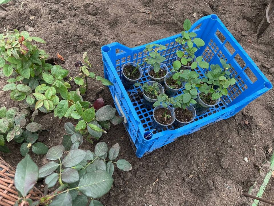 ��� ������������ ������� ���: ������ �������