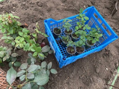 Как перезимовать саженцы роз: лучшие способы