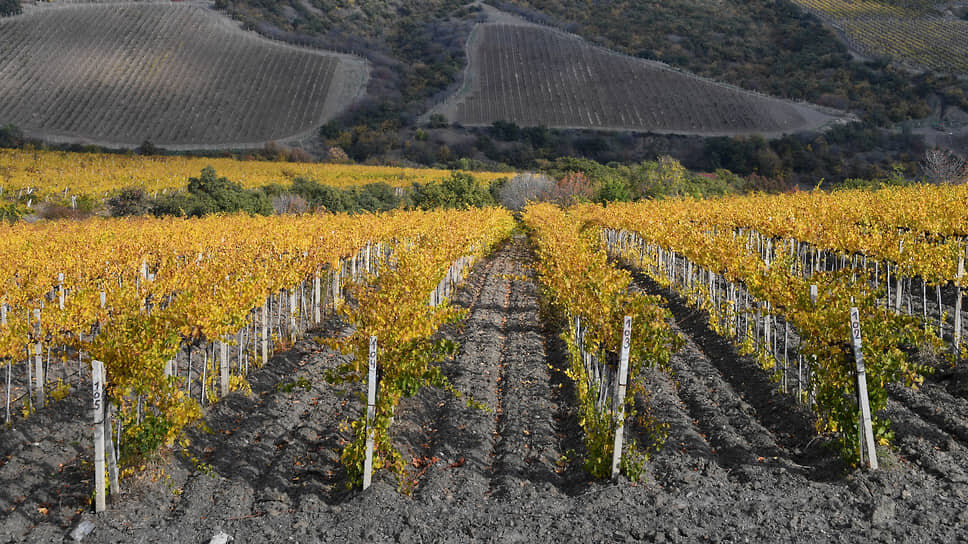 Снижение производства вин в России: когда дойдет до дна?