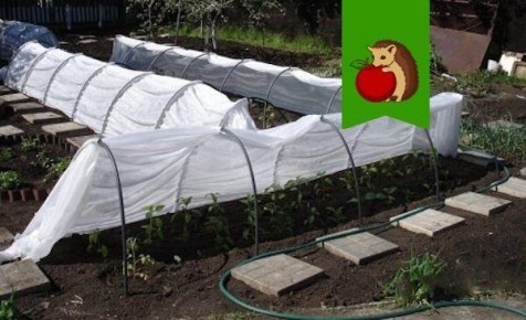 Как создать мини-парник своими руками: советы и идеи