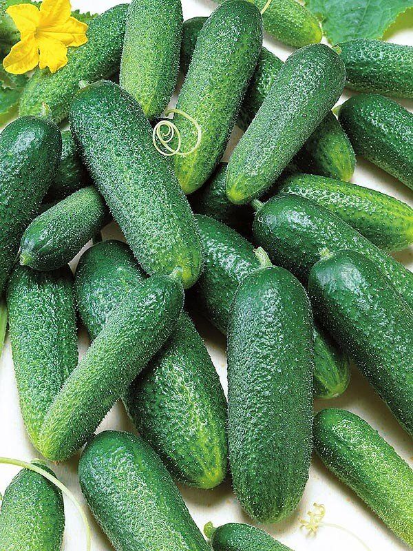 Как вырастить огурцы без горечи: эксперты рекомендуют лучшие сорта