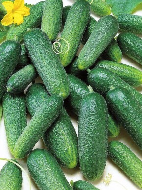 ��� ��������� ������ ��� ������: �������� ����������� ������ �����