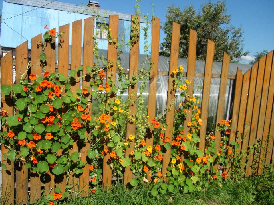 Настурция: как сделать свой дом ярче с помощью этого тропического растения