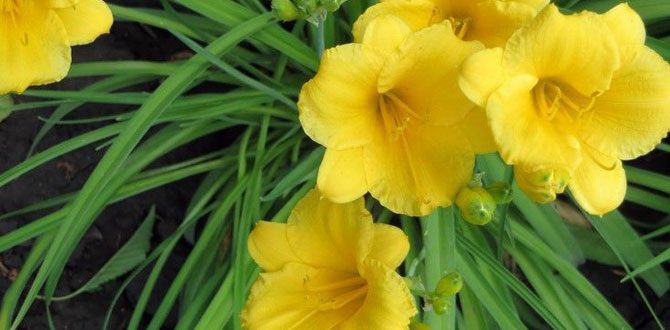 ��� ������ ���� ������� ������: ������ ������������ ��� ���������� ���������