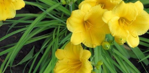 Как начать свой зеленый уголок: лучшие многолетники для начинающих садоводов