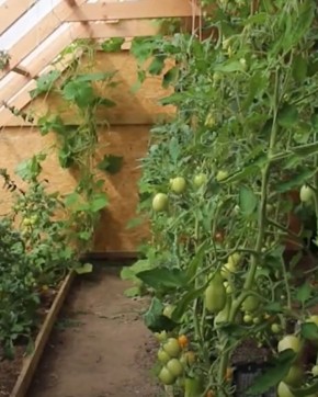 Узбекистана шаг в будущее: инновационные теплицы сохраняют тепло и охлаждают в летнюю зной