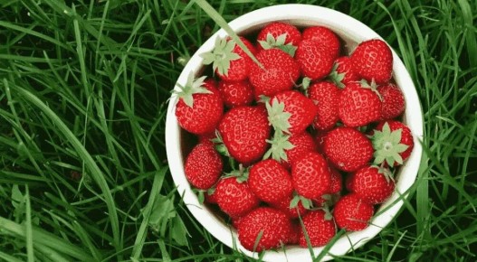 Почему обрезка клубники осенью: предостережения садоводов