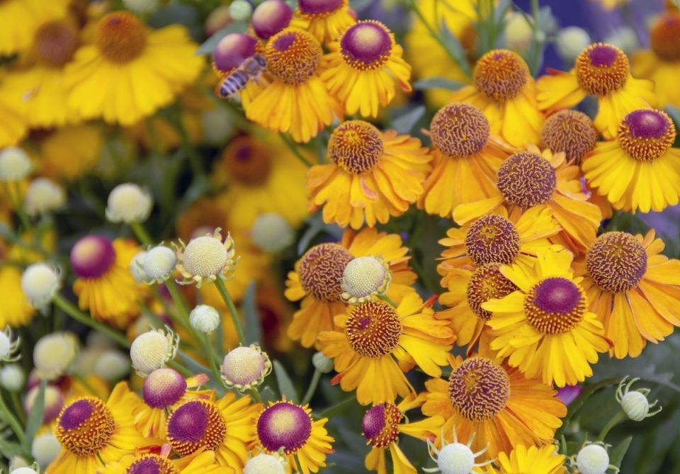 ��������: ����� ���������� ������ �������� � 2025 ����