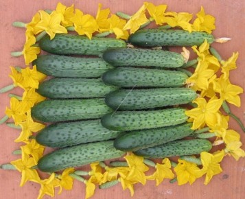 ������ ������: ��������� ����� ��� ��������� ������ � ���������