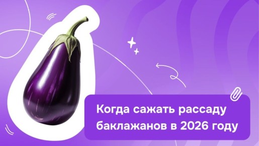Когда высаживать рассаду баклажанов: советы на 2026 год