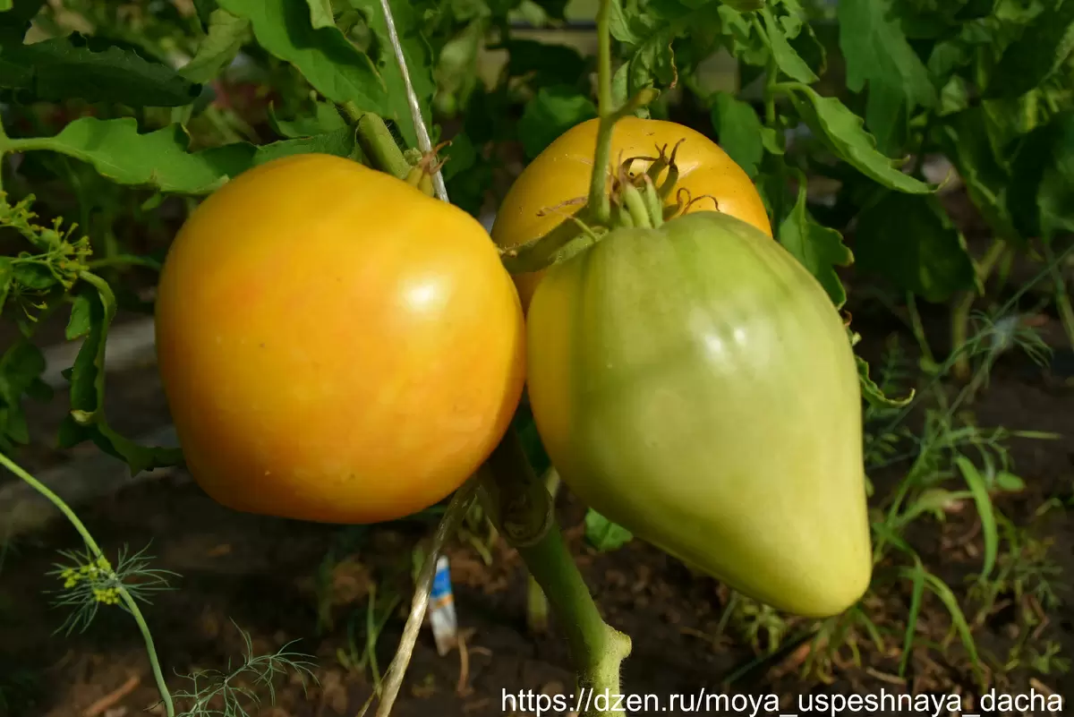 Томат «Бычье сердце кремовое»: вкус, который завораживает