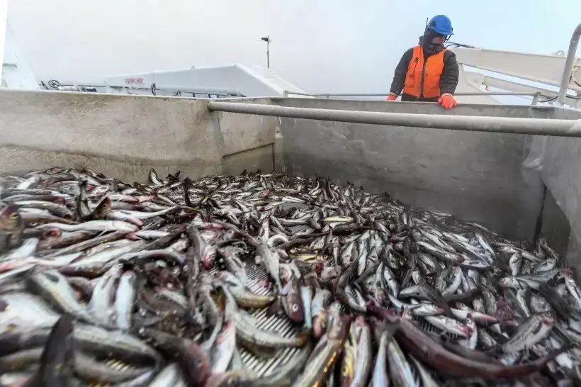 Снижение вылова рыбы в России: тенденции и прогнозы на 2026 год