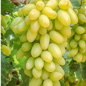 ��������: ��������� �������� ��� ������ ��������