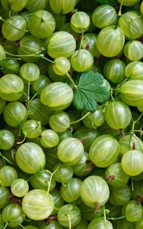 Как сохранить летний урожай крыжовника: секреты домашней заморозки