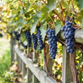 ��������� ������ ������� ��� ������������: �� ������ �� �����