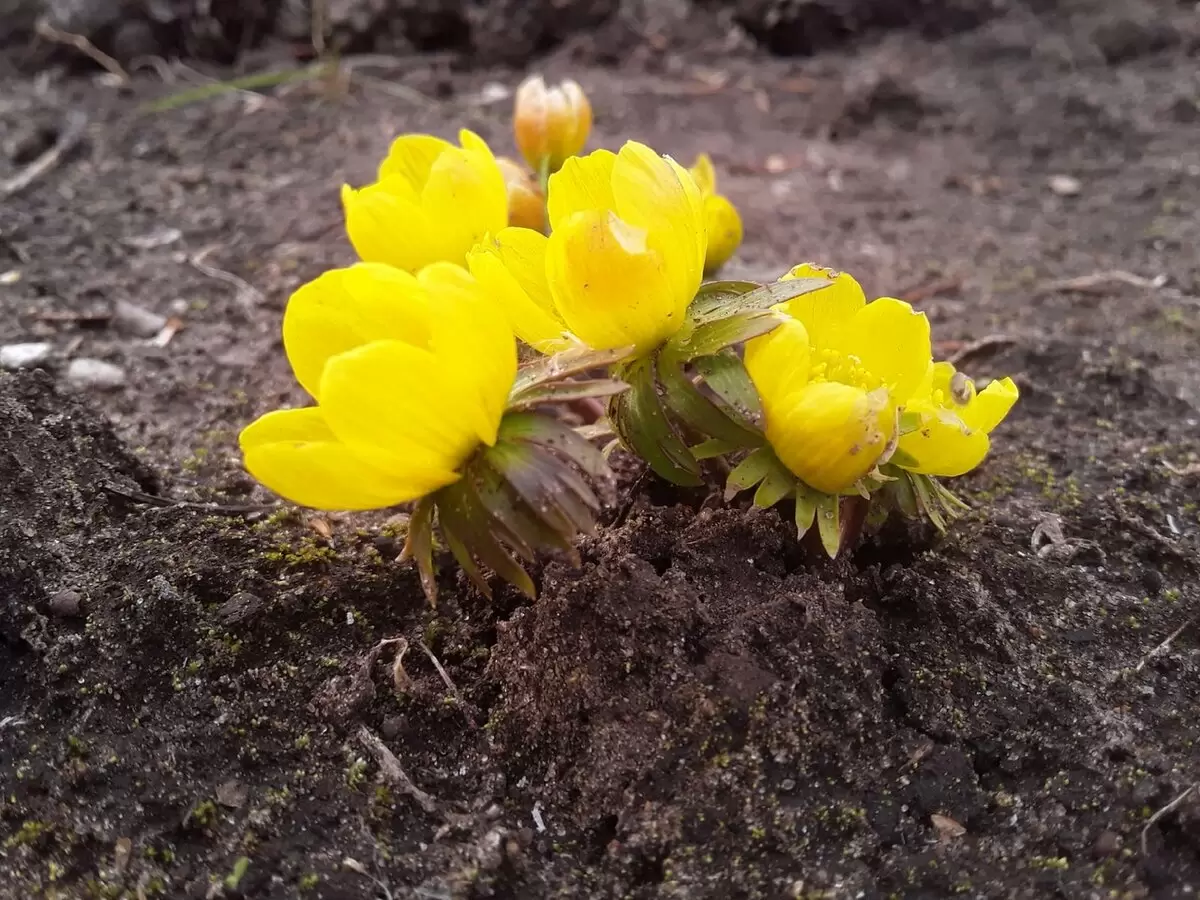 Сад цветов: весенние чудеса после сильной зимы