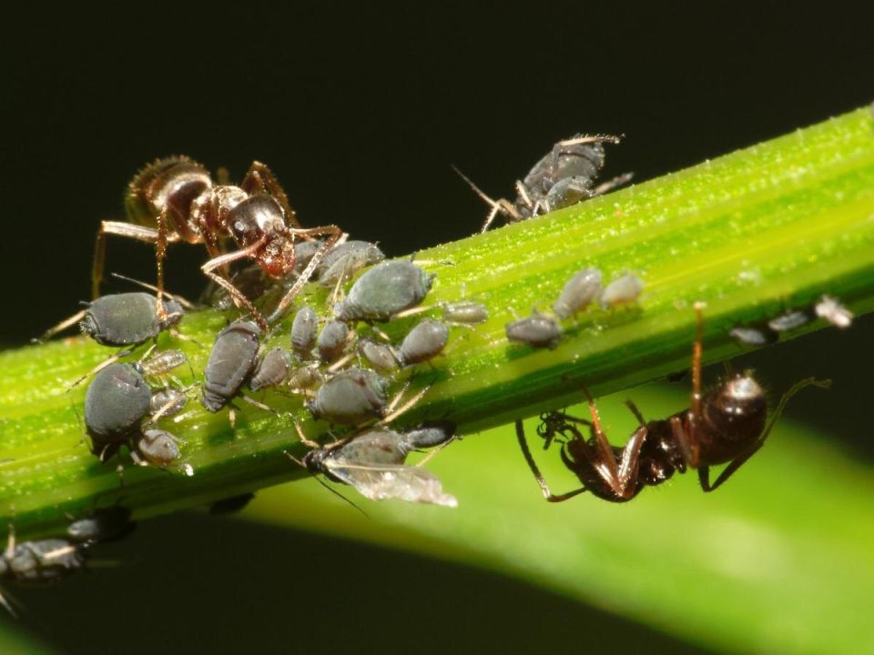 ������� � ����� ���� � ����