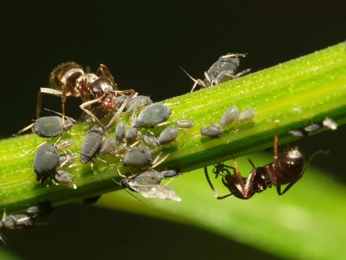 Муравьи в нашем доме и саду