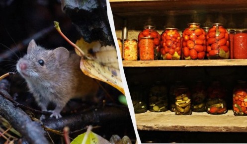 Как навсегда избавиться от мышей в подвале: простые и эффективные методы