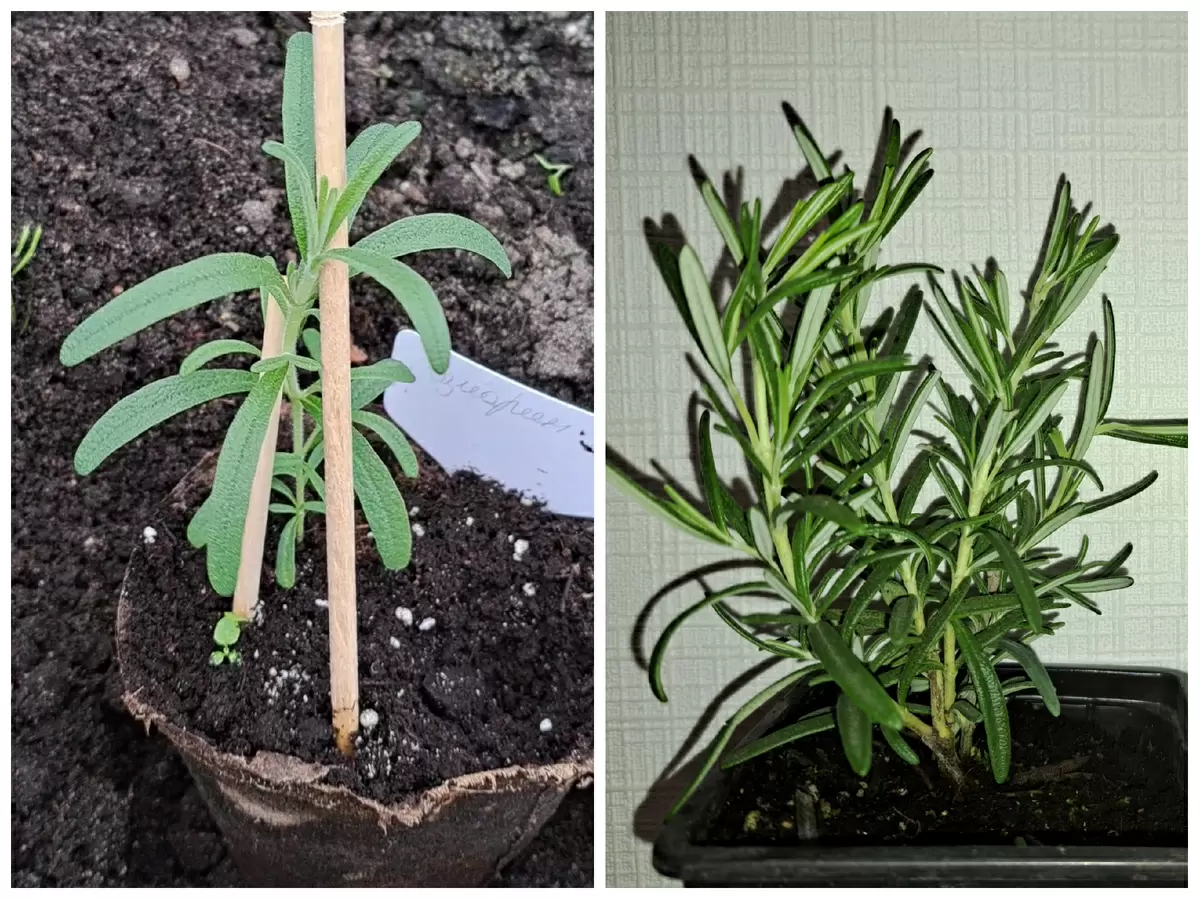 Розмарин: как вырастить ароматный куст на своем участке или подоконнике