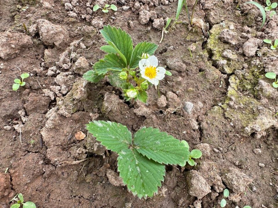 ������� �������� ��������� �������� �� ����� ��������: 5 ����������� ��������