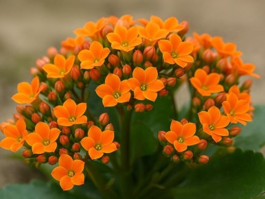 ��� ��������� �������� ������ �����: ������� ����� �� ������� ���������