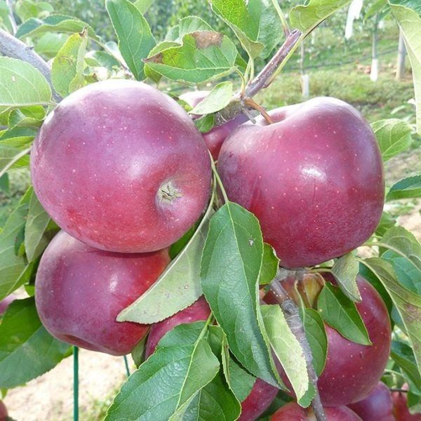 ������ ����� ������: ������� ���� � ���������� ������ � ����������������