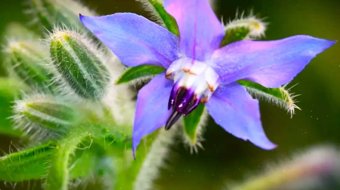 Огуречная трава: секрет здоровья и урожая на даче