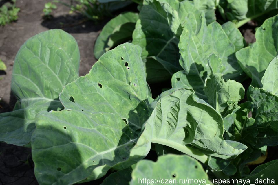 ��� ��������� ������� �� ����������: ����������� �������� ��� �����������