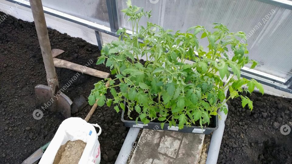 ����� ����� ���������� ������� � �������: ������ ��� �����������