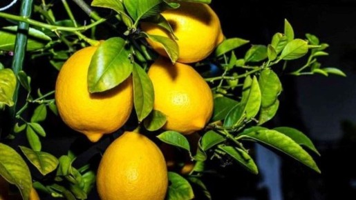 Как поволжское село стало родиной лимонов: удивительная история успеха