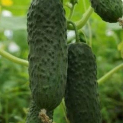 ������ ����: ������������ ������� � ���������� �����������