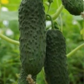 Огурец Марс: ультраранний продукт с хрустящими корнишонами