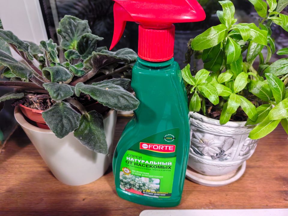 ��������� ����: ��������� ���� ��������� ��������