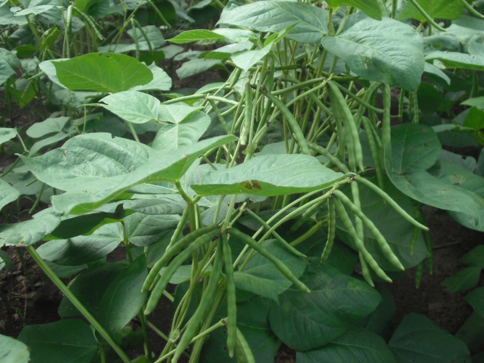 �������� ��������� ��� �������: ��� ������ ����� ������� � ���������?